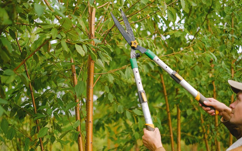 Tree trimming in Algona, IA